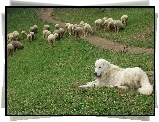Owczarek podhalański, owce