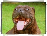 pysk, język, Staffordshire Bull Terrier