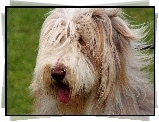 Bearded collie, Język