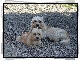 Dandie Dinmont Terrier, kamyki