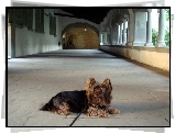 Leżący, Australian Silky Terrier, smycz