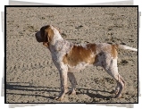 Wye woski krtkowosy, Bracco italiano, piasek