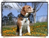 Beagle Harrier, żółte, kwiatki