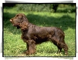 Field spaniel, brązowe, umaszczenie