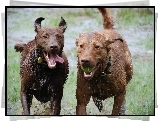 Dwa, mokre, Chesapeake Bay retrievery