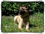 Pysk, Owczarka belgijskiego Malinois