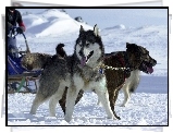 Siberian Husky, śnieg, sanie