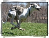 Whippet