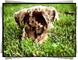 Owczarek australijski, Australian shepherd