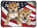 dwa, Shiba inu, flaga USA