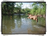 Aportujący, Chesapeake Bay retriever