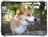 pysk, Welsh corgi pembroke