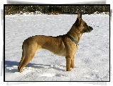 Owczarek belgijski Malinois