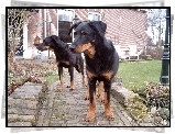 Beaucerony