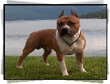 Staffordshire Terrier