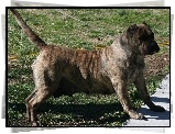 Perro de Presa Canario