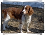 Springer spaniel walijski, rudo-białe, umaszczenie