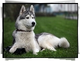 Siberian Husky