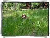 Springer spaniel walijski, wysoka, trawa