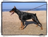 Doberman, Plaża