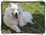 język, Samojed