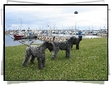 trzy, Kerry blue terrier