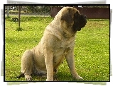 suka, Mastif angielski, Mastiff