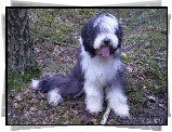 Bearded collie