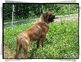 Mastif angielski, Mastiff, zielona, trawa