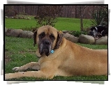 Mastif angielski, Mastiff, ogród, kot