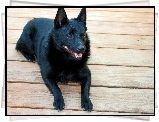 Schipperke, deski