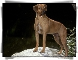 piękny, Rhodesian ridgeback