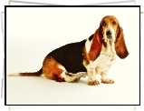 Basset