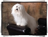 uczesany, Coton de Tulear