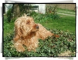 Basset Fauve de Bretagne, trawa