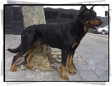 Czarny, Beauceron