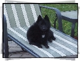 Schipperke, leżak