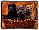 Shar Pei, Trzy, Kolory