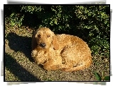 skulony, Basset Fauve de Bretagne