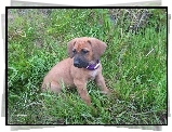 słodki, szceniak, Rhodesian ridgeback, trawa