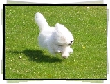 Coton de Tulear