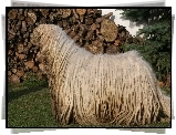 Komondor, drewno