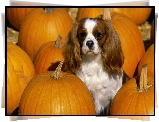 King Charles Spaniel, dynie