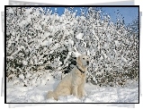 Śnieg, Krzewy, Biszkoptowy, Labrador