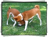 dwa, Basenji, trawa