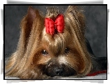 Yorkshire Terrier, Kokardka