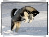 Skok, Siberian Husky