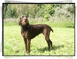 Pudel Pointer, trawa