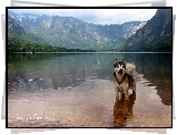 Woda, Góry, Siberian Husky