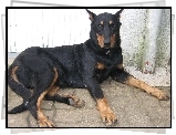 Beauceron, łapy